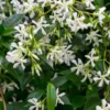 Confederate Star Jasmine Plant - Fragrant Vine - 4-7 Inch Tall - White Flowers