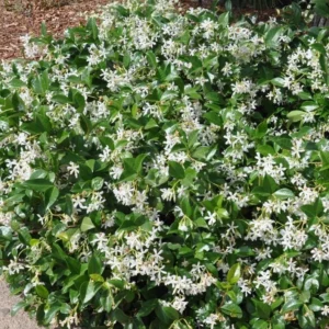 Confederate Star Jasmine Plant - Fragrant Vine - 4-7 Inch Tall - White Flowers