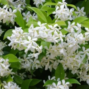Confederate Star Jasmine Plant - Fragrant Vine - 4-7 Inch Tall - White Flowers