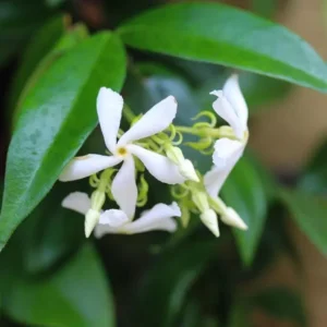 Confederate Star Jasmine Plant - Fragrant Vine - 4-7 Inch Tall - White Flowers