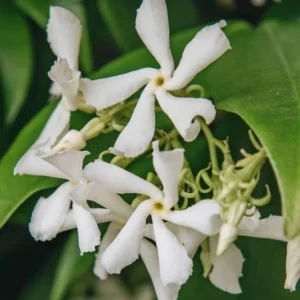 Confederate Star Jasmine Plant - Fragrant Vine - 4-7 Inch Tall - White Flowers