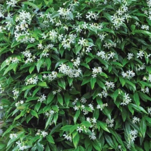 Confederate Star Jasmine Plant - Fragrant Vine - 4-7 Inch Tall - White Flowers