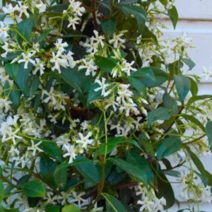 Confederate Star Jasmine Plant - Fragrant Vine - 4-7 Inch Tall - White Flowers