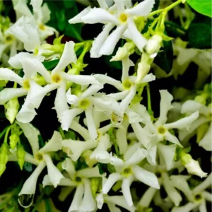 Confederate Star Jasmine Plant - Fragrant Vine - 4-7 Inch Tall - White Flowers