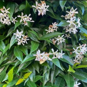Confederate Star Jasmine Plant - Fragrant Vine - 4-7 Inch Tall - White Flowers