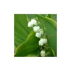 Convallaria Majalis Hardwick Hall Plant - Lily of the Valley - 5.25" Pot - Shade Ground Cover