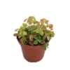 Coppertones Shamrock Plant - Oxalis - 2.5" Pot - Indoor/Outdoor Plant