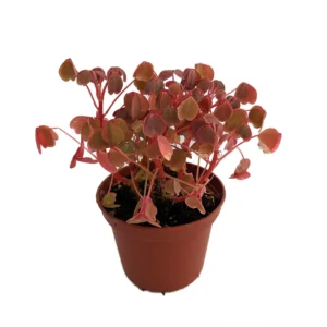 Coppertones Shamrock Plant - Oxalis - 2.5