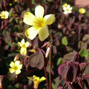Coppertones Shamrock Plant - Oxalis - 2.5