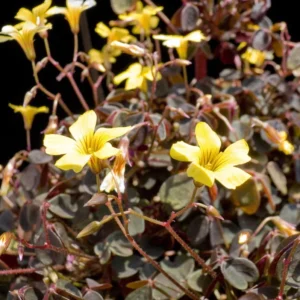 Coppertones Shamrock Plant - Oxalis - 2.5