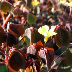 Coppertones Shamrock Plant - Oxalis - 2.5