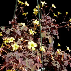 Coppertones Shamrock Plant - Oxalis - 2.5