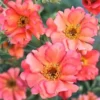 Coral Tempest Geum Avens Plant - Perennial Flower for Pollinator Gardens