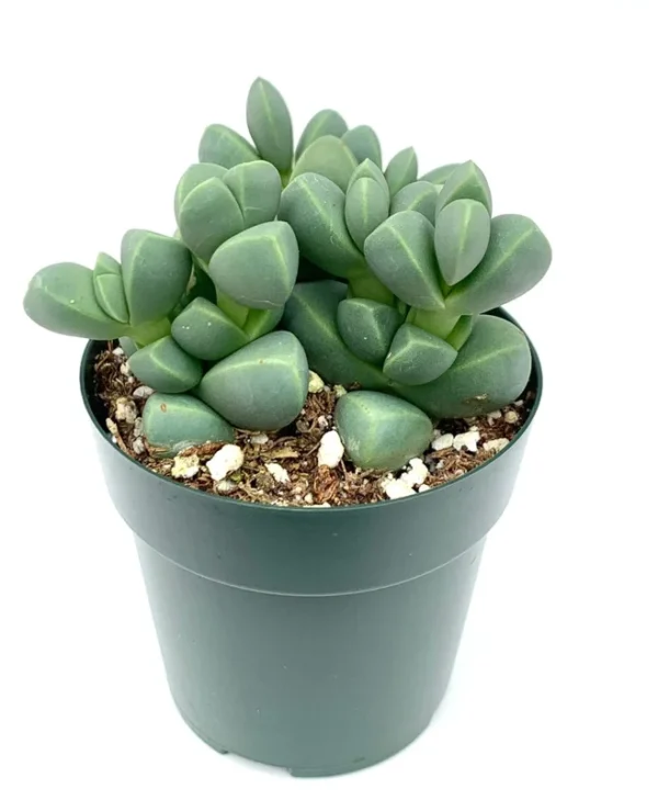 Corpuscularia Lehmannii Succulents - Rare Stacked Split Rock - 2.5" Pot
