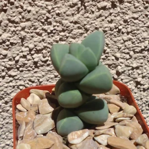 Corpuscularia Lehmannii Succulents - Rare Stacked Split Rock - 2.5