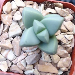 Corpuscularia Lehmannii Succulents - Rare Stacked Split Rock - 2.5