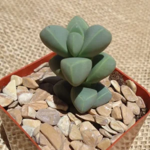 Corpuscularia Lehmannii Succulents - Rare Stacked Split Rock - 2.5