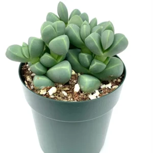 Corpuscularia Lehmannii Succulents - Rare Stacked Split Rock - 2.5