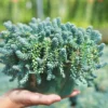 Corsican Blue Tears Sedum - 2.5" Potted Succulent - Indoor/Outdoor Plant