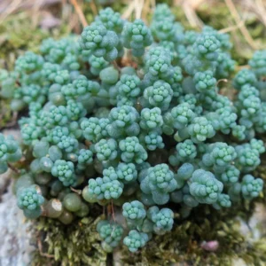 Corsican Blue Tears Sedum - 2.5