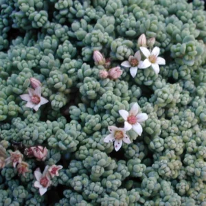 Corsican Blue Tears Sedum - 2.5