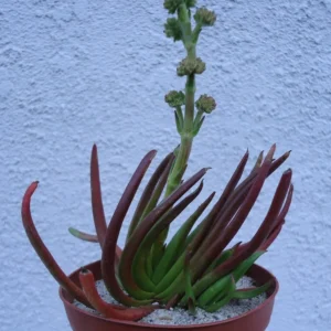 Crassula Devil's Horns Crassula Hirta Succulent Plant 2 inch Pot Dark Red Green