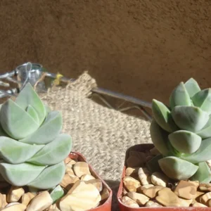 Crassula Moonglow Succulent - Rare Live Potted Plant - 2.5 inch Pot