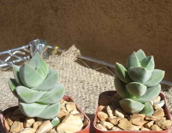 Crassula Moonglow Succulent - Rare Live Potted Plant - 2.5 inch Pot