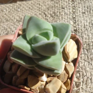 Crassula Moonglow Succulent - Rare Live Potted Plant - 2.5 inch Pot