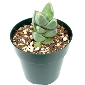 Crassula Moonglow Succulent - Rare Live Potted Plant - 2.5 inch Pot