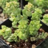 Crassula Tom Thumb Succulent - 2 inch pot - Miniature String of Buttons Plant