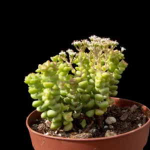 Crassula Tom Thumb Succulent - 2 inch pot - Miniature String of Buttons Plant