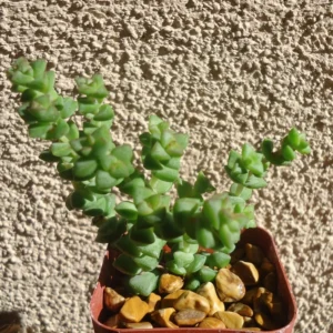 Crassula Tom Thumb Succulent - 2 inch pot - Miniature String of Buttons Plant