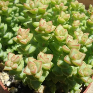 Crassula Tom Thumb Succulent - 2 inch pot - Miniature String of Buttons Plant