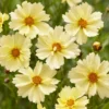 Cream White Coreopsis Uptick Cream Perennial Plant - 4in Pot