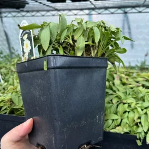 Cream White Coreopsis Uptick Cream Perennial Plant - 4in Pot