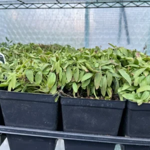 Cream White Coreopsis Uptick Cream Perennial Plant - 4in Pot