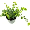 Creeping Fig Houseplant - Ficus Pumila - 4 Inch Pot - Easy Care Vine