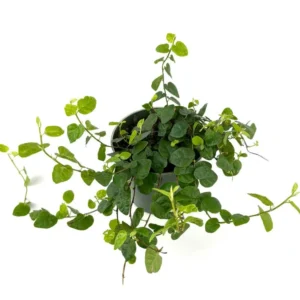 Creeping Fig Houseplant - Ficus Pumila - 4 Inch Pot - Easy Care Vine