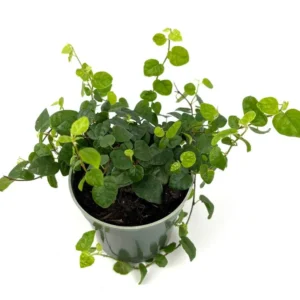 Creeping Fig Houseplant - Ficus Pumila - 4 Inch Pot - Easy Care Vine