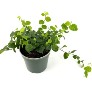 Creeping Fig Houseplant - Ficus Pumila - 4 Inch Pot - Easy Care Vine