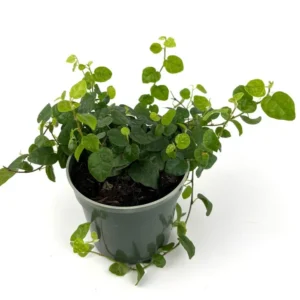 Creeping Fig Houseplant - Ficus Pumila - 4 Inch Pot - Easy Care Vine