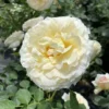 Crema Rose Plant - 4 Inch Pot - Buttermilk Blooms Garden Nursery