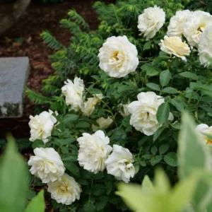 Crema Rose Plant - 4 Inch Pot - Buttermilk Blooms Garden Nursery