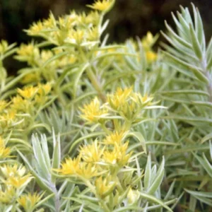 Creme n' Green Needle Sedum lineare var. - 2.5 inch Pot - Fairy Garden House Plant