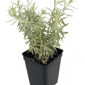 Creme n' Green Needle Sedum lineare var. - 2.5 inch Pot - Fairy Garden House Plant