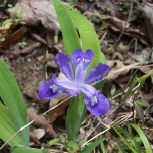 Crested Wild Iris Roots Iris Cristata - 5 Roots - Garden Ready