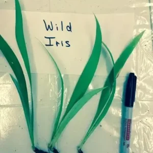 Crested Wild Iris Roots Iris Cristata - 5 Roots - Garden Ready