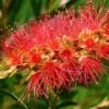 Crimson Bottlebrush Plant - 1 Gallon Pot - Red Flowers - Evergreen Shrub