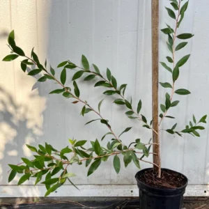 Crimson Bottlebrush Plant - 1 Gallon Pot - Red Flowers - Evergreen Shrub
